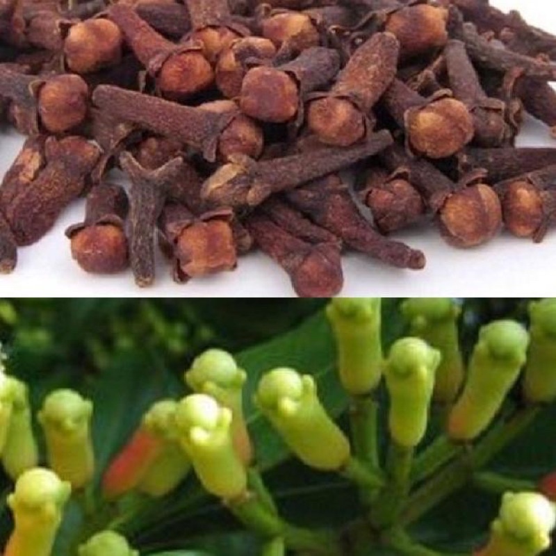 Nụ Đinh Hương - Cloves whole hũ dùng tiện lợi