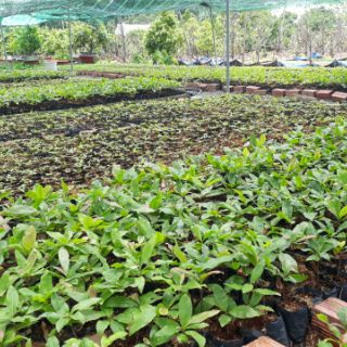 Mai con giống giảo zin ( mai giảo thủ đức)
