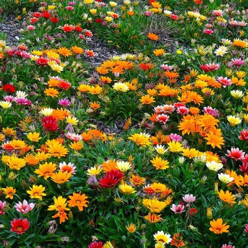 Hạt Giống Hoa Cúc Huân Chương Mix Nhiều Màu  -