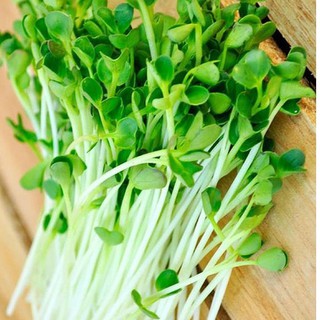 Hạt giống Cải Xanh Baby - mầm cải bẹ xanh Non, cải cay, cải trộn gỏi (20-50gr)