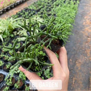 Sen đá gạc nai. Sừng nai