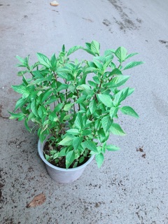 Rau Húng Quế