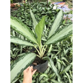 Cây giữ tiền