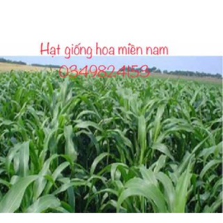 Hạt giống cỏ voi 1 kg - cỏ lai 1kg