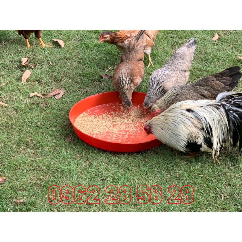 Khay  Tập Ăn Cho Gà Vịt Con Hàng Đẹp