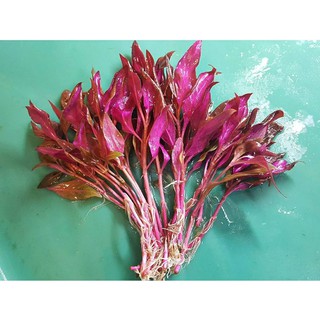 cây Huyết Tâm Lan mini