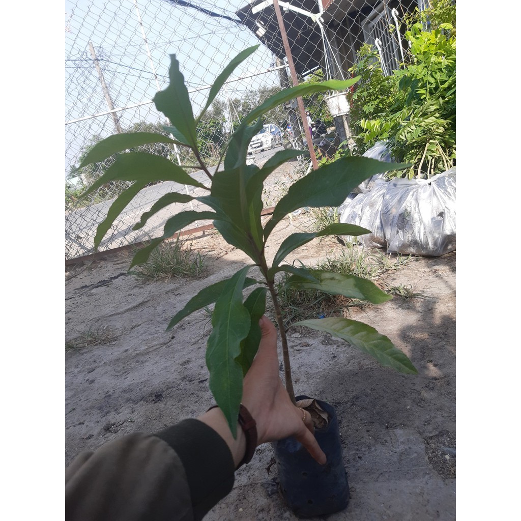combo 5 cây lộc vừng(40-50cm)
