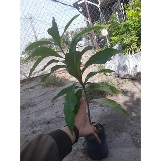 combo 5 cây lộc vừng(40-50cm)