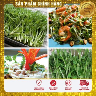 Combo 02 gói Hạt Giống Rau Mầm Đậu Hà Lan Hạt giống rau mầm