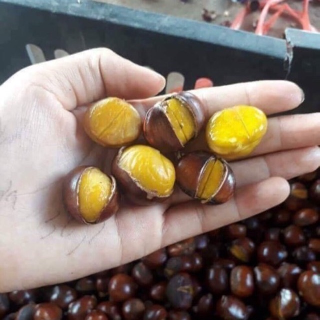 Hạt dẻ lào cao thơm ngon