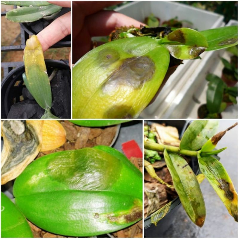 siêu trị thối nhũng kinkin bul