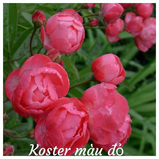 GÓI 10 hạt hoa hồng trứng - đầy đủ các mầu đỏ, cam, vàng, trắng 10 HẠT ĐẠI GIẢM GIÁ TẾT