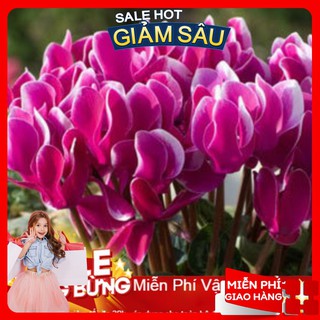 Hạt giống hoa anh thảo - 5 hạt / gói