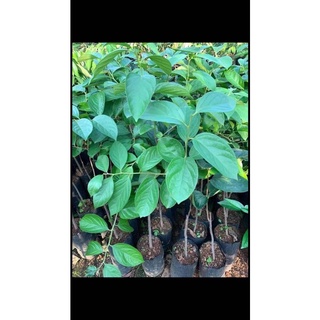 Cây hồng giòn-free ship từ 50k