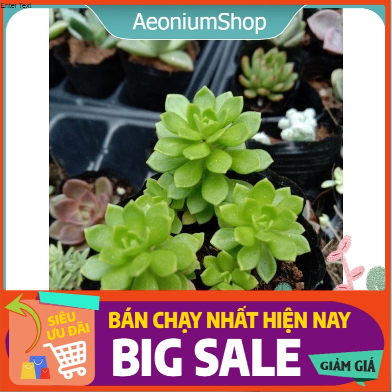 MỘT CHIẾC SEN ĐÁ SEDUM HOA HỒNG XANH size mini 8x8 cm đã thuần khí hậu sức sống cao đẹp