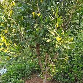 Cây giống macca ghép