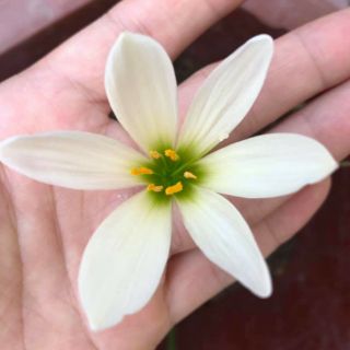 1Củ hoa hệ mưa màu trắng