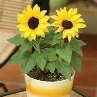 30h Hạt Giống Hướng Dương Lùn 30cm