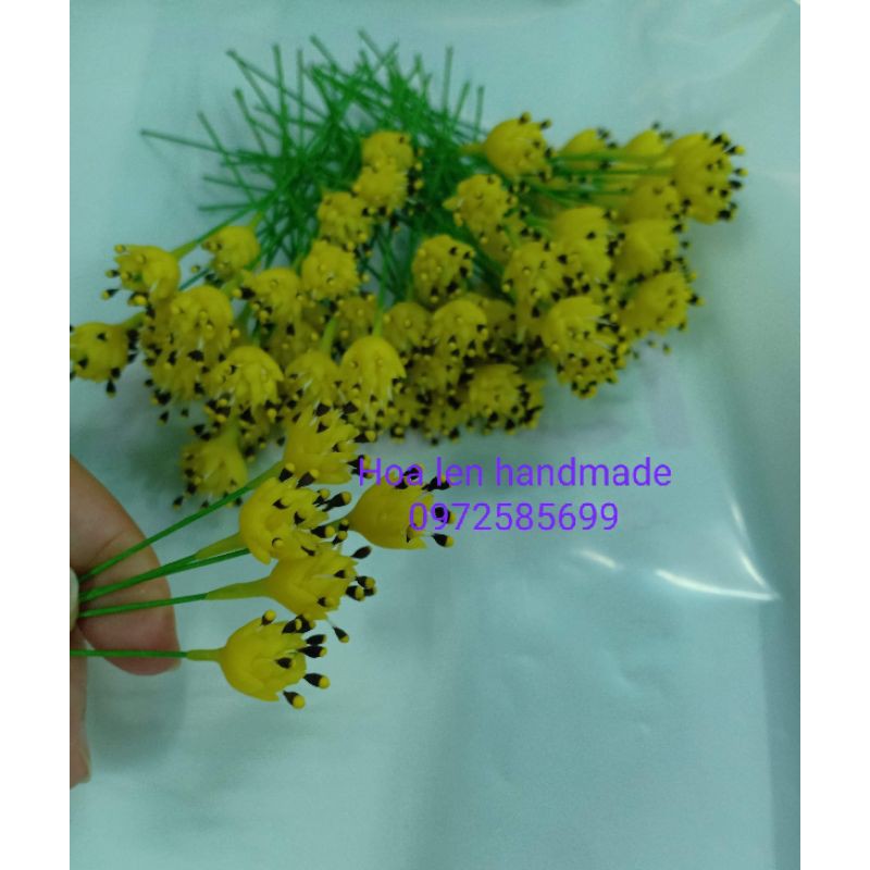 10 nụ hoa sao nhái /nhụy sao nhái