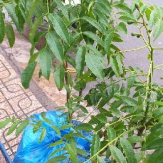 Cây cóc thái mới về, cây đẹp