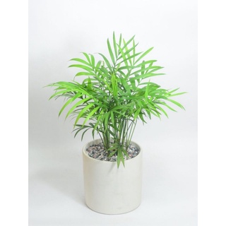 Chậu cứng cau tiểu trâm