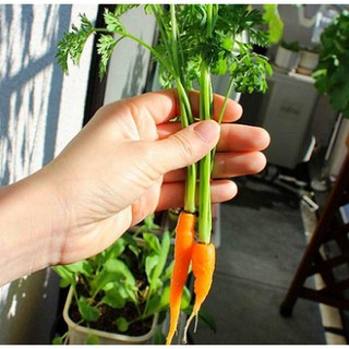 Hạt giống Cà rốt mini - Gói 20 hạt