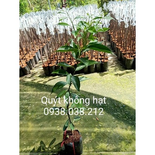 CÂY QUÝT THÁI KHÔNG HẠT