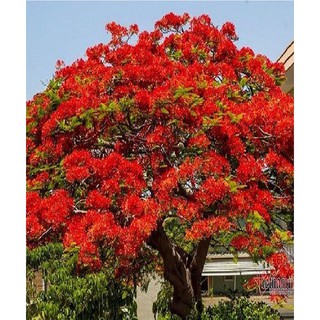 Hạt giống hoa phượng vỹ đỏ - 5 hạt