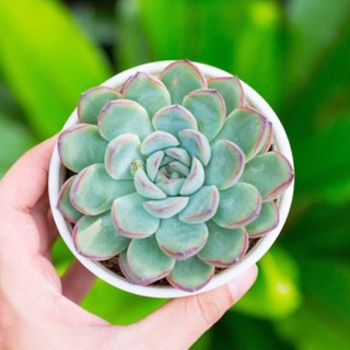Sen đá viền đỏ 9-11cm - Vườn sen đá