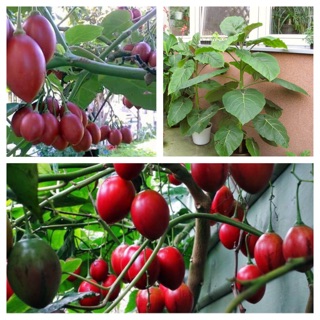 HẠT GIỐNG CÀ CHUA THÂN GỖ