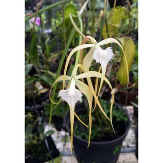Chậu cây lan Brass - Nữ Hoàng Bóng Đêm hoa TRẮNG