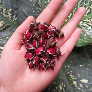 Trà Hoa Hồng Tây Tạng Sấy Khô Nguyên Bông