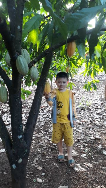 Hạt ca cao đã rang 500g