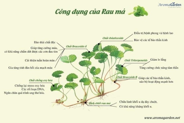 Bột Rau Má Nguyên Chất Sấy Lạnh , Thanh Mát , Ngăn Ngừa Mụn, Hỗ Trợ Táo Bón Ở Trẻ Em Và Người Lớn ( Túi 100g)