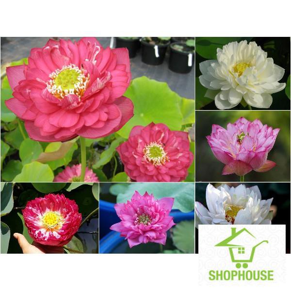 shophouse 5 hạt giống sen quan âm nhiều màu SHOP HOUSE TẾT KHUYẾN MẠI