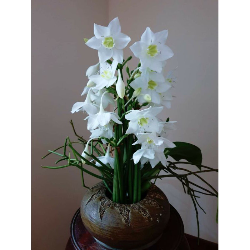 Củ hoa ngọc trâm