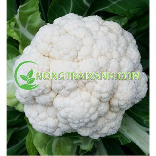 1GR - HẠT GIỐNG SÚP LƠ TRẮNG/ BÔNG CẢI TRẮNG