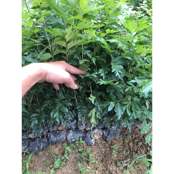 giống cây lát hoa