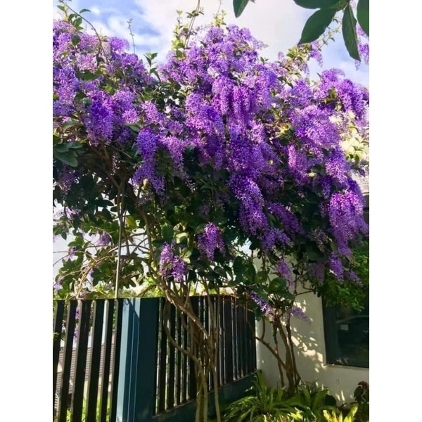 Mai Xanh Thái cây cao 1,8m đến 2 mét