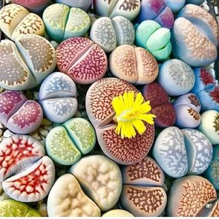 Sen mông đủ màu LITHOP ĐÁ SỐNG