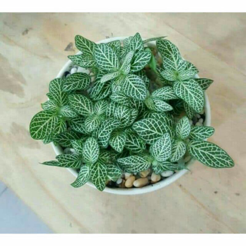 Cây cẩm nhung xanh