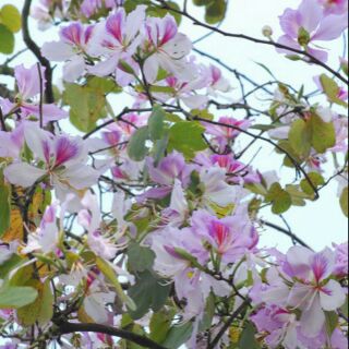 CÂY GIỐNG HOA BAN TÂY BẮC