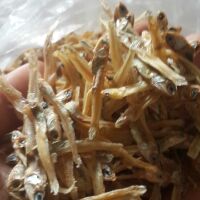 cá cơm biển cửa lò