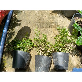 CÂY LINH SAM 86 CAO TỪ 10-15 CM
