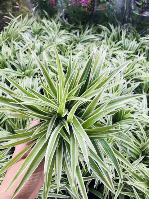 Cỏ lan chi chậu 7-8 cây