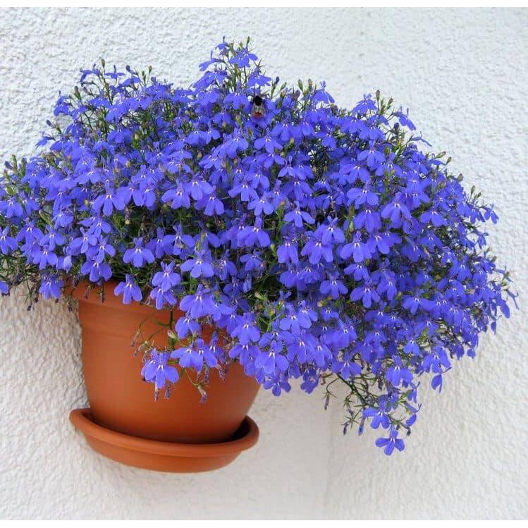 Hạt Giống Hoa Cúc Lobelia Rủ Mix - SL: 50 HẠT