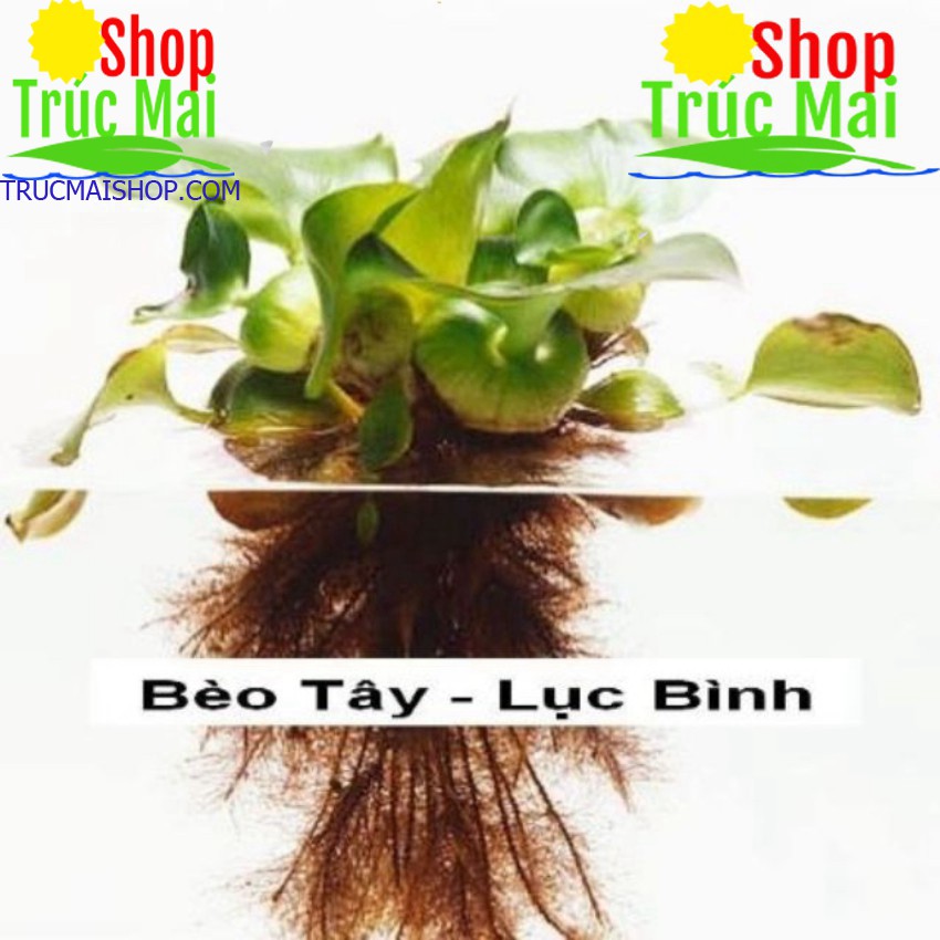 100gr Rễ lục bình khô ( bèo tây) chiết cây.