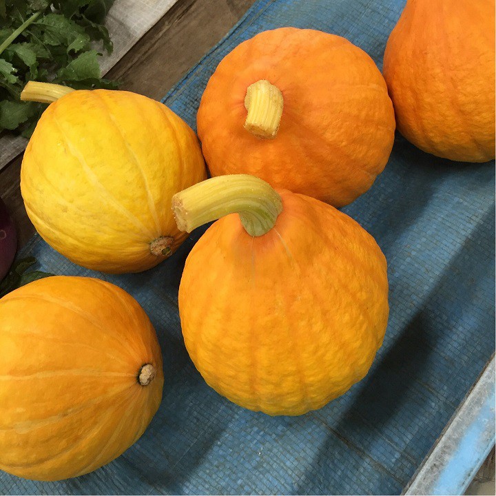 Hạt giống bí ngô BÍ ĐỎ NHẬT BẢN, Cánh đồng Connecticut, Gia truyền, Nongmo