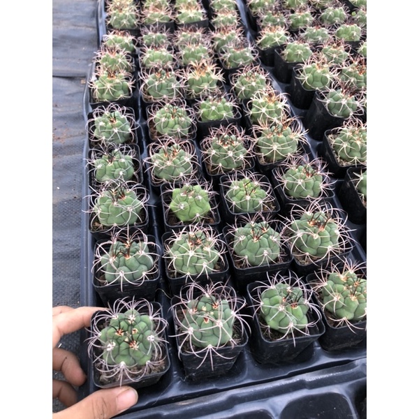 Xương rồng TÂN THIÊN ĐỊA, Size 5.5-9 cm, 1 đổi 1