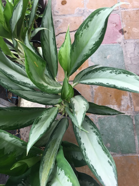 Cây giữ tiền chậu to
